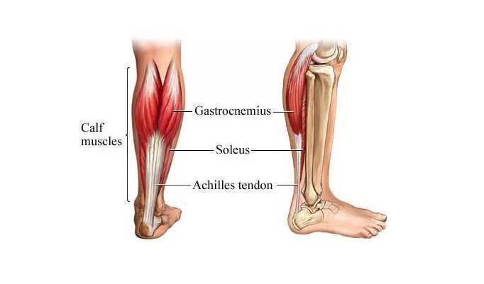 小腿三头肌—踝关节的保护伞