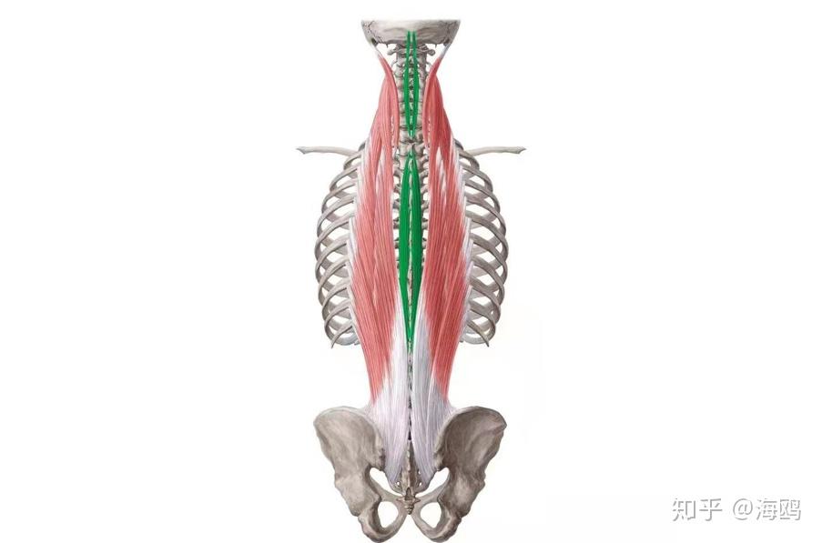 髂肋肌起于髂骨,止于肋骨,最长肌起于骶椎,止于颈后颞骨乳突,棘肌起于