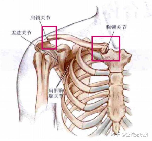 我们的胸锁关节,肩锁关节,盂肱关节,和肩胛胸壁关.