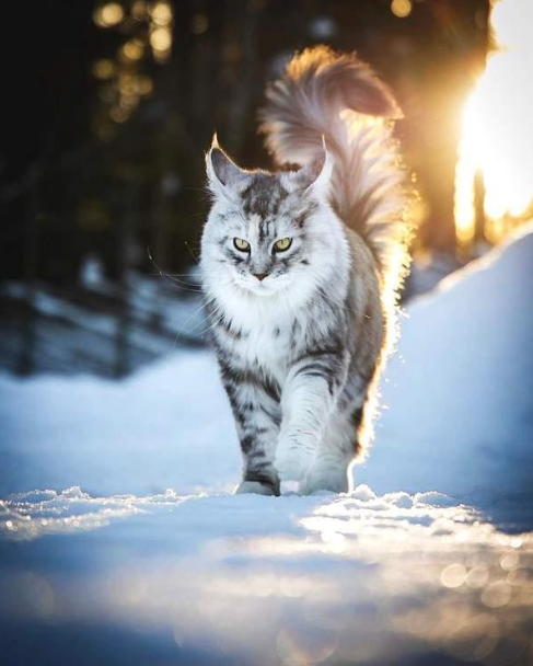 成都有卖缅因猫的吗,成都缅因猫幼崽多少钱一只