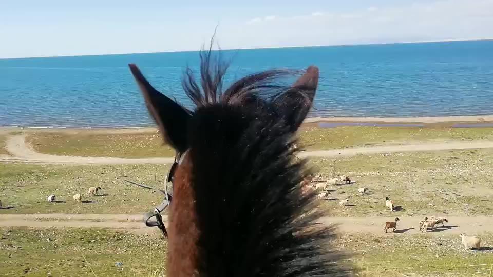 4,在青海湖边骑马,感受一下马背上的第一视角!