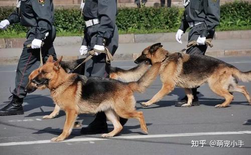 城市中别养这些狗小心警察找上门