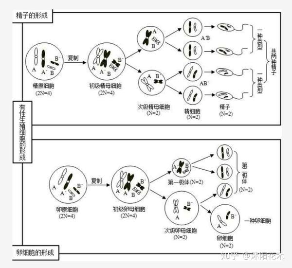 同源染色体交叉互换图解