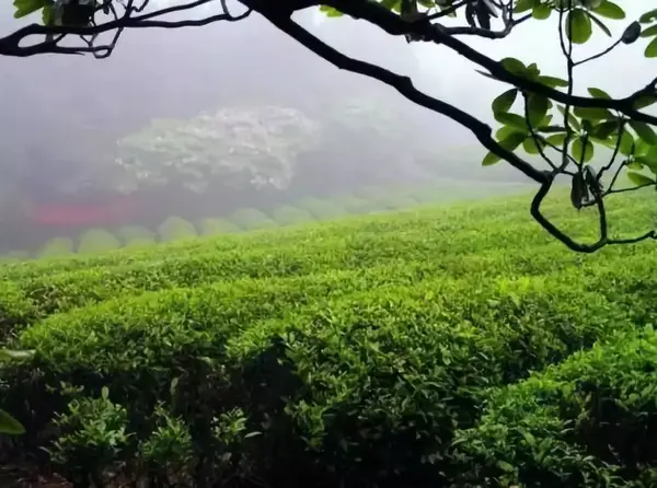 情怀 桐柏山,桐柏水,桐柏茶