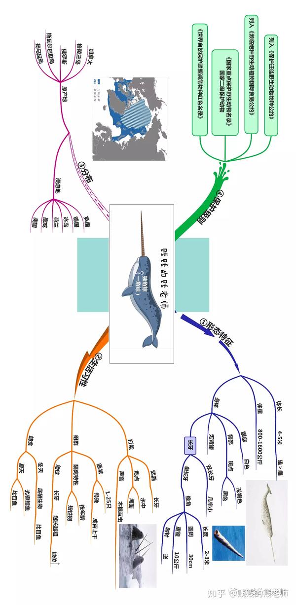 思维导图百科篇→独角鲸 列入《保护迁徙野生动物物种公约》 列入