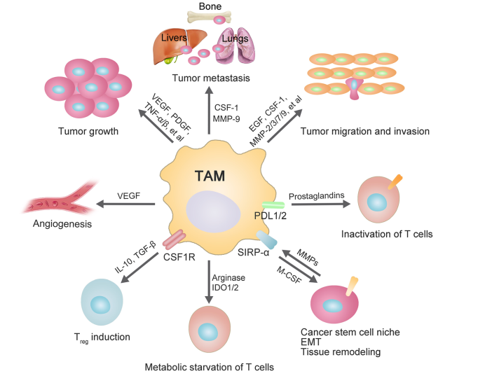 tam不仅可以通过以上途径"主动"去促进肿瘤增殖,侵袭等,肿瘤细胞也能