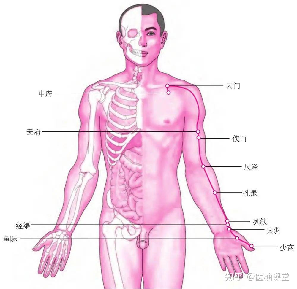 十二经络图 知乎