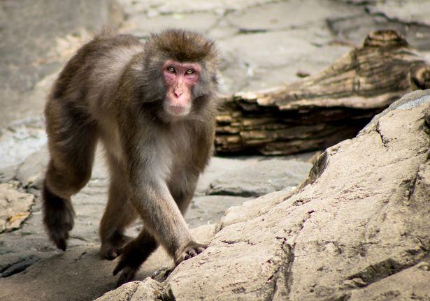 狂躁的猴子进攻人类引发地区恐慌为什么它们专拣老年人下手