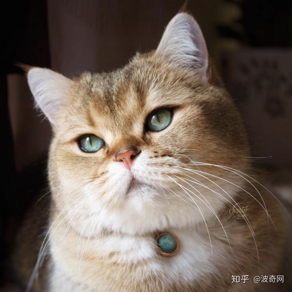 吸猫大会英短金渐层jupiter