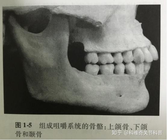 咀嚼系统包括3块主要骨骼,支持牙齿的上颌骨,下颌骨(图1-5)以及颅骨中