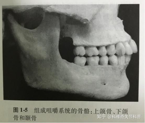 颞下颌关节紊乱之咀嚼系统的功能解剖骨骼