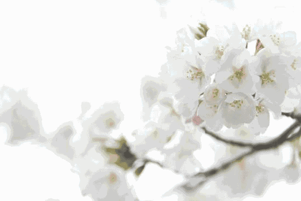 3月就该赏花