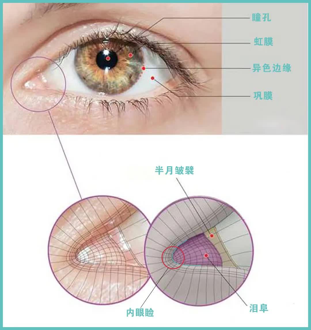 呈环形,可分3部分:眶部最宽,在眼眶周围;睑部在上下眼睑的皮下;泪囊部