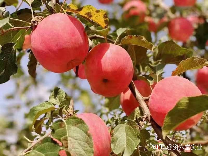 水果界的第一品牌洛川苹果