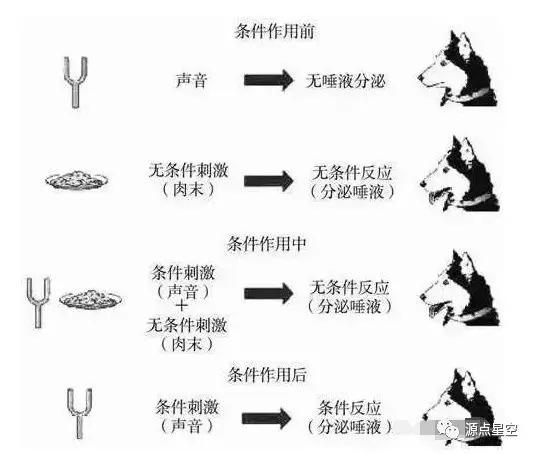 心理学课堂考试巴甫洛夫经典性条件作用