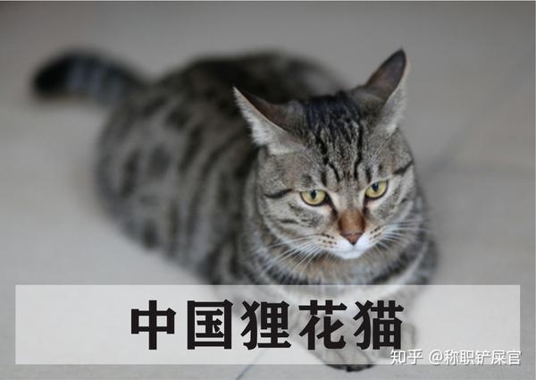 解读猫行为与猫思维