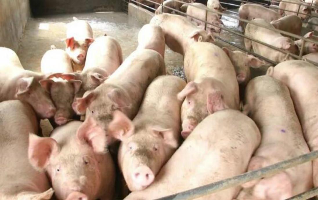 猪场预防非洲猪瘟提高猪群免疫力最有效措施
