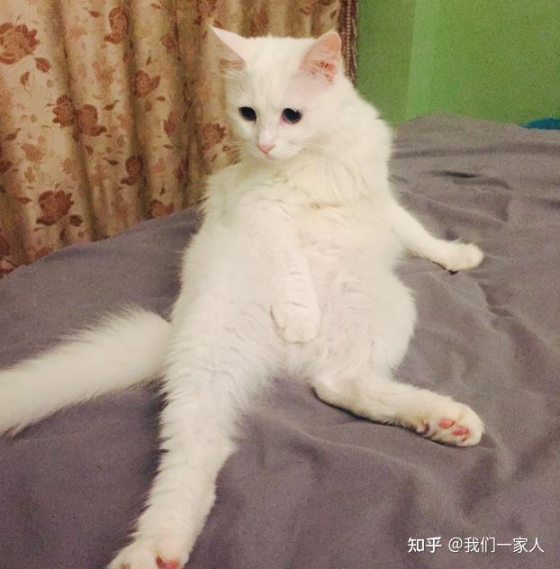 被称为布偶平替的狮子猫为何销量比不上布偶