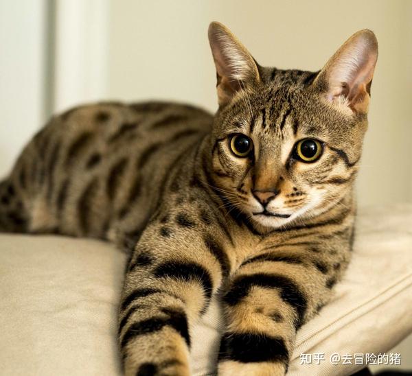 猫咪品种篇:萨凡纳猫