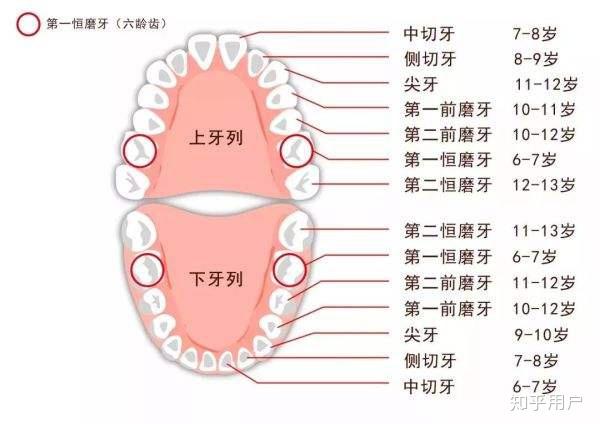 人类没有犬齿,是不是本来就是吃素的?