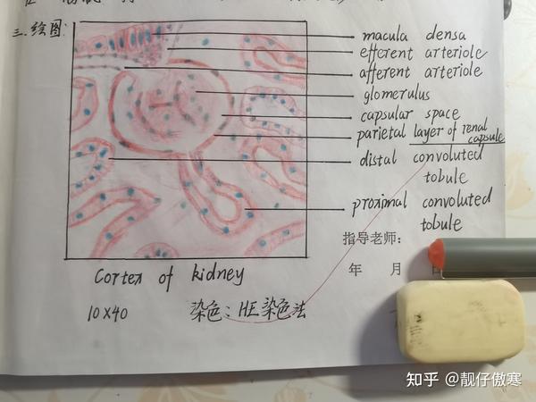 供医学生参考使用 1,单层柱状上皮 以上就是全部内容,感谢浏览!