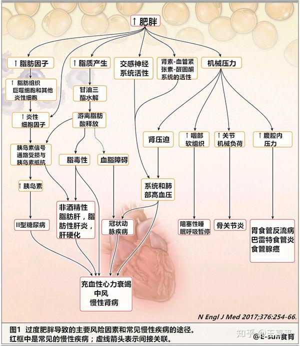 心脏疾病,卒中和慢性肾脏病的主要病理生理机制包括高血压以及胰岛素