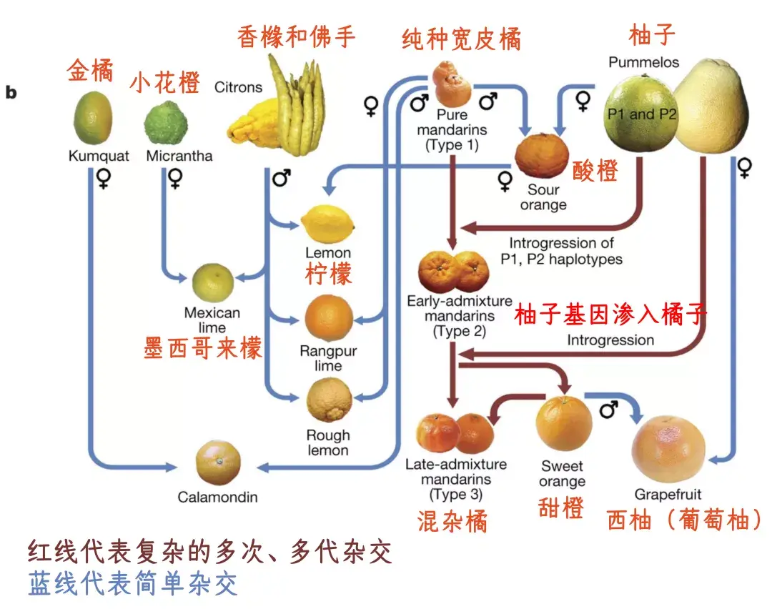 为什么橘子上火柚子就去火9个柑橘问题一次说清