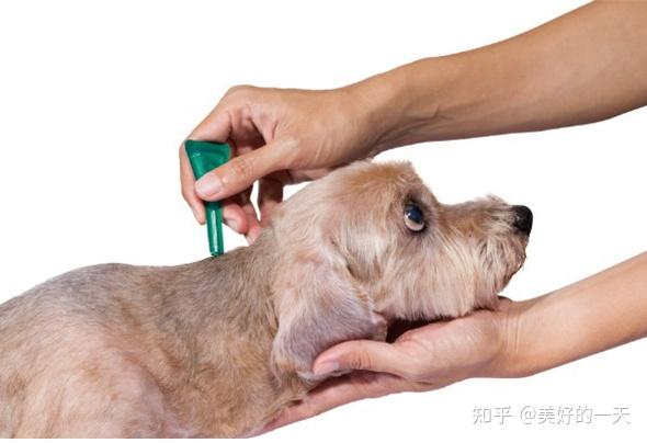 如何养好一只狗,不交智商税?