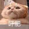 你们有没有珍藏着的猫咪表情包?