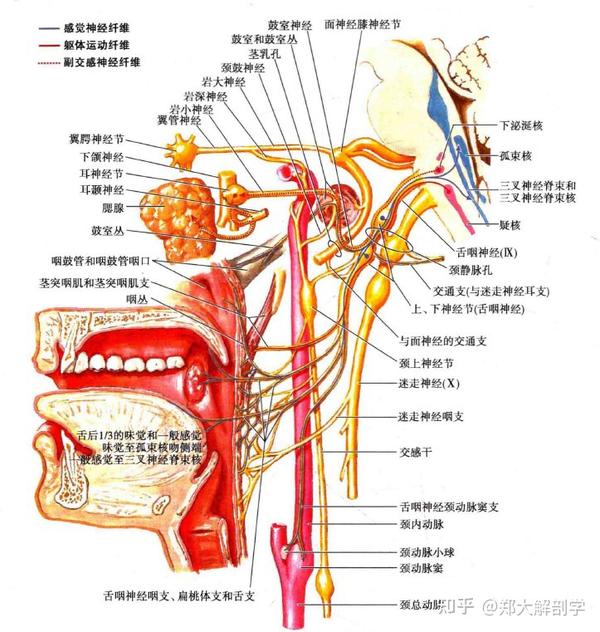 感觉纤维主要来自舌咽神经;但鼻咽部最上区域,由上颌神经来的纤维,经