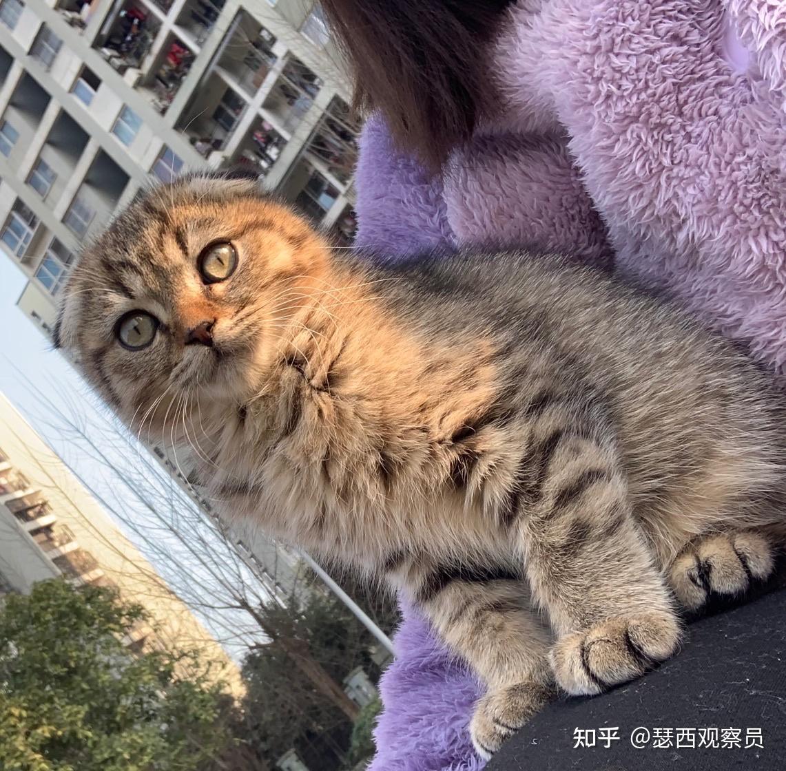为啥两只银渐层配出一只棕黑色的崽