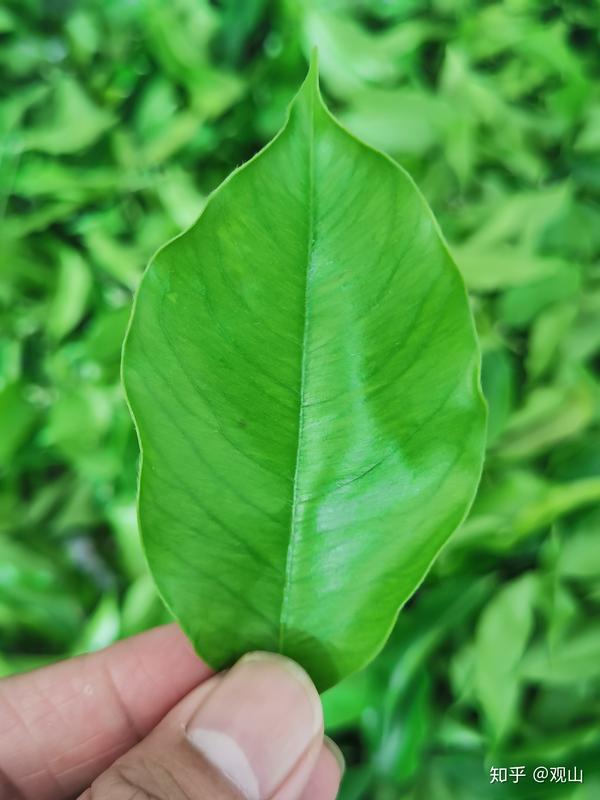 在潮州居然藏着百亩沉香林