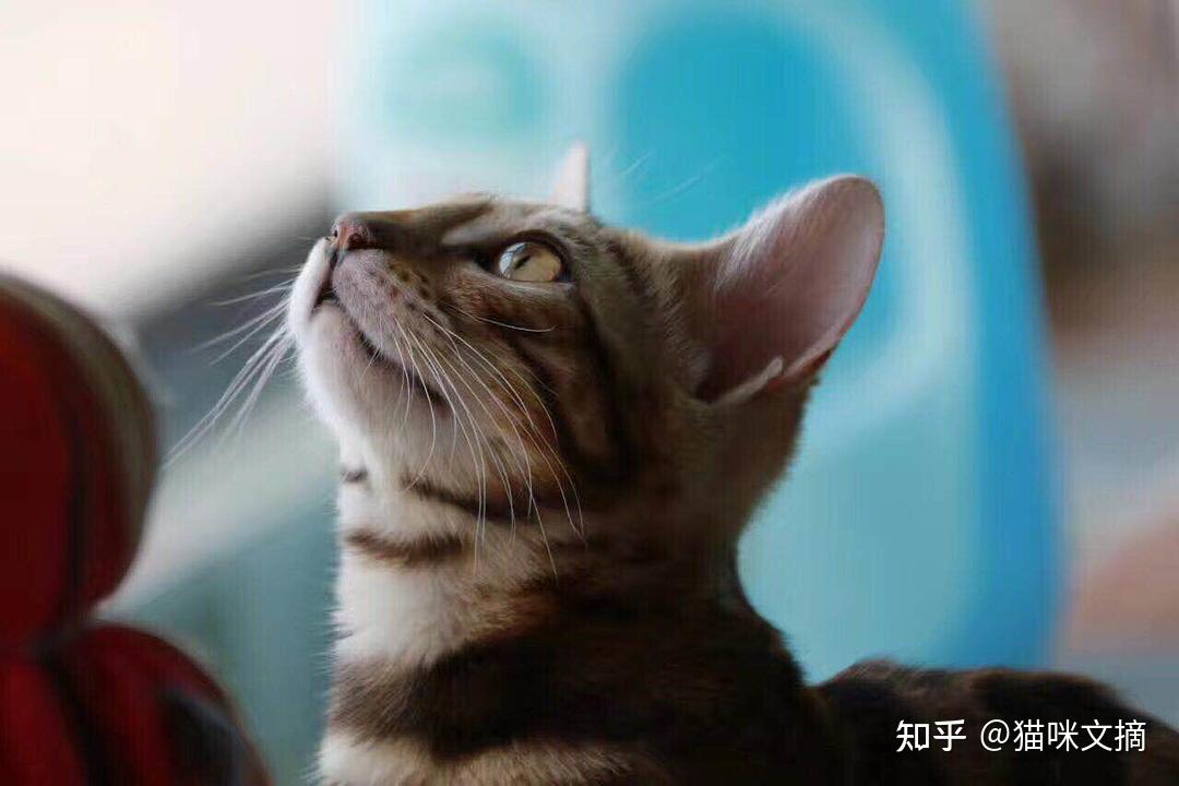 猫猫图片大全,猫猫高清壁纸