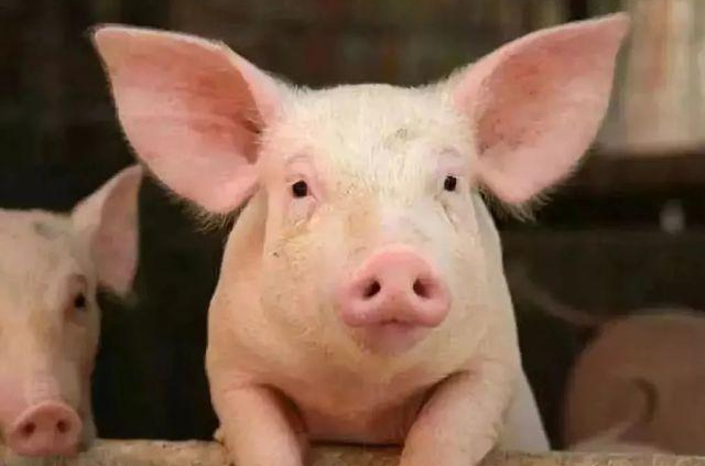 养猪场批次化生产更利于规模猪场的高效管理?