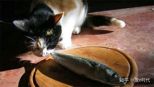 猫咪能吃人类的食物吗?