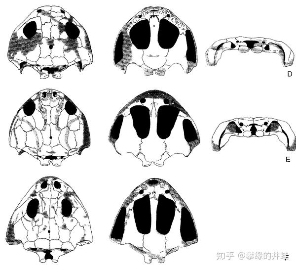 包括植龙类在内的无数怪兽如同烟尘般消失了,但出