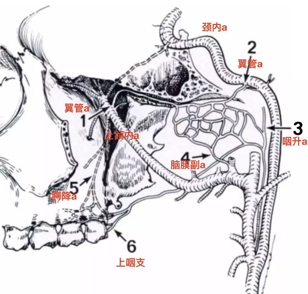 其次,翼管动脉与咽升动脉,脑膜副动脉,腭降动脉等分支之间有吻合.