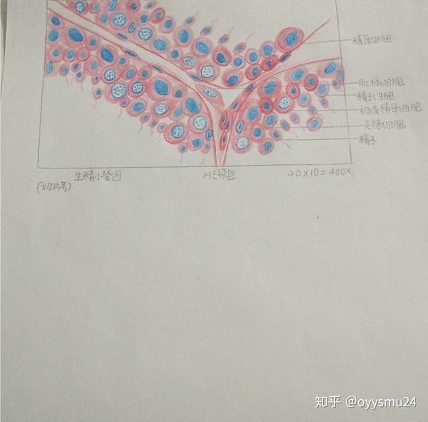 组织学与胚胎学红蓝铅笔画图