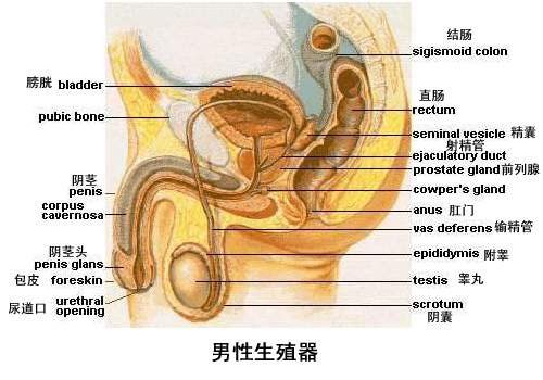 生殖器官为什么会进化成动物最脆弱的部位