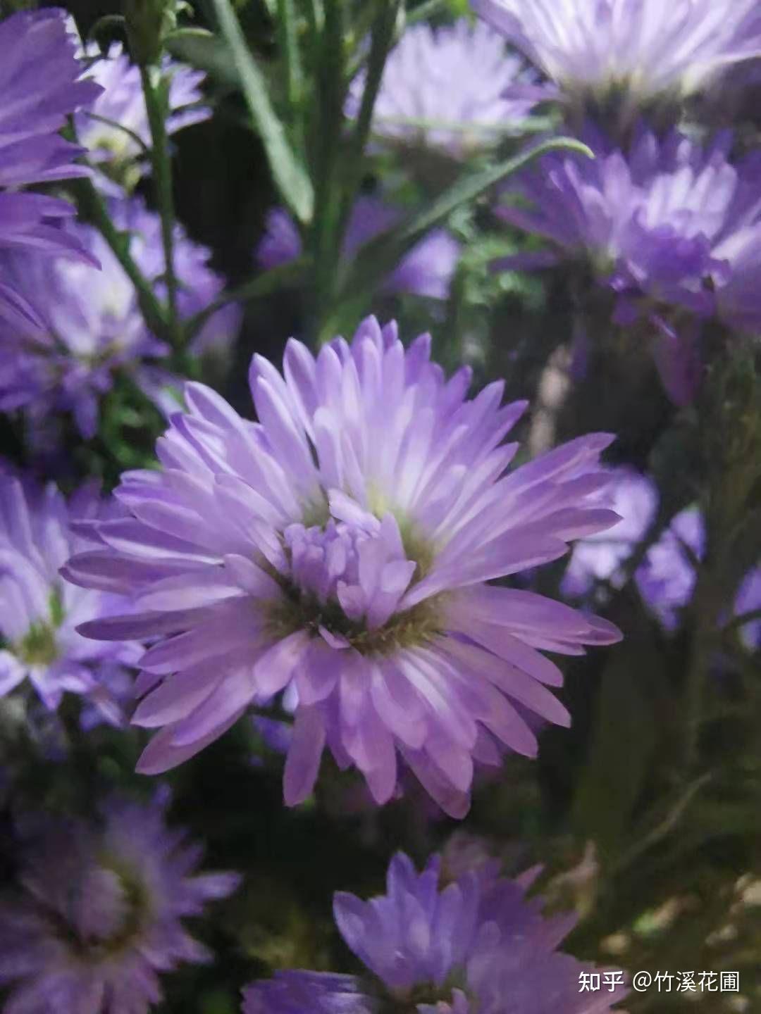 什么花是紫色?