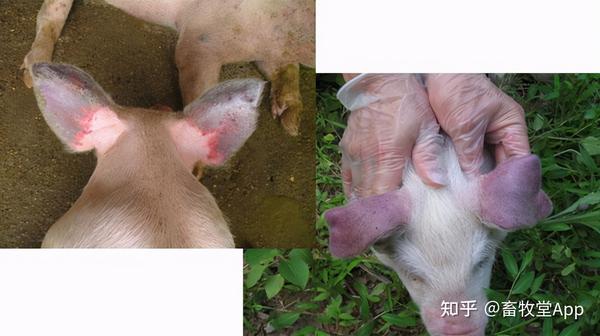猪耳朵,皮肤发红发紫是什么病?可能是这4种猪病,养猪人注意了!