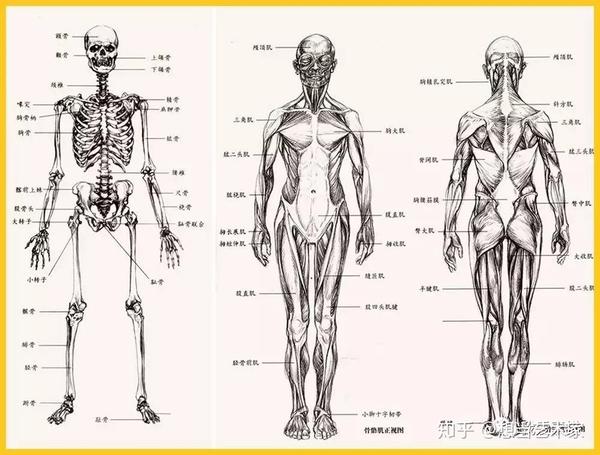 人体结构| 注意啦!【初学速写的福利】人体结构详细剖析