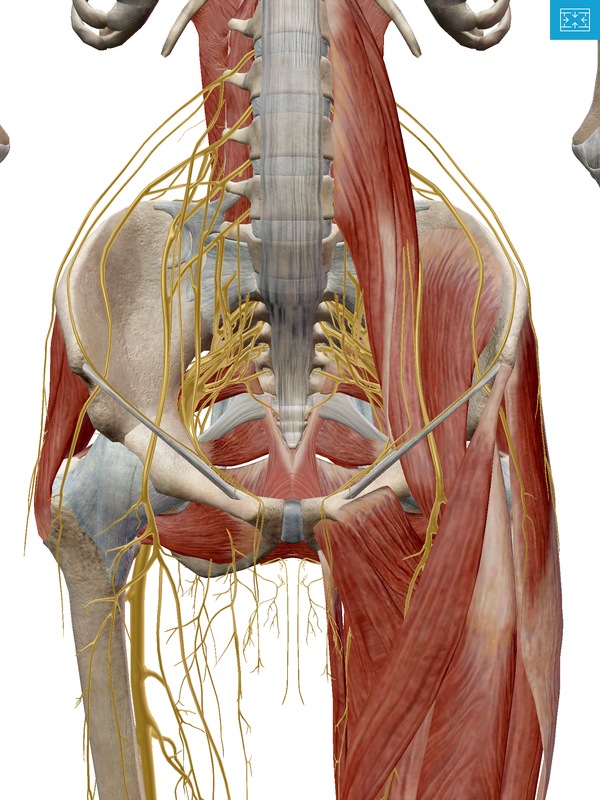 骨盆由前方的耻骨联合和后方的骶髂关节共同环绕而成,在骨盆后方中间