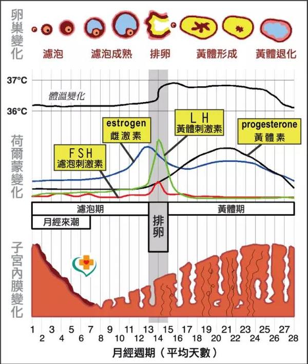 在 脑垂体激素的调控下, 雌激素和 孕激素的分泌 下降, 子宫内膜破裂