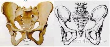 产前产后骨盆正面对比图