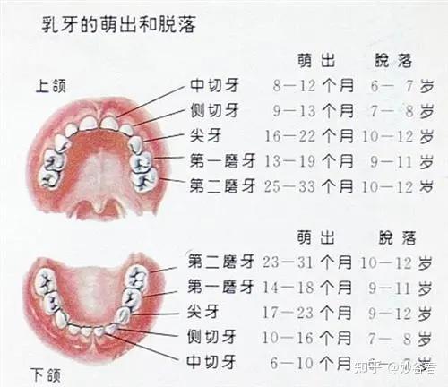 出牙早晚和顺序主要和遗传有关,早的可以在出生后4个月就出牙了,而晚