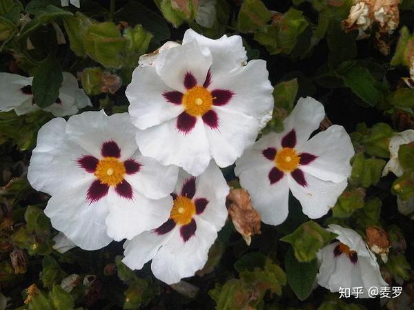 大地上的异香者vol01岩玫瑰rockrose