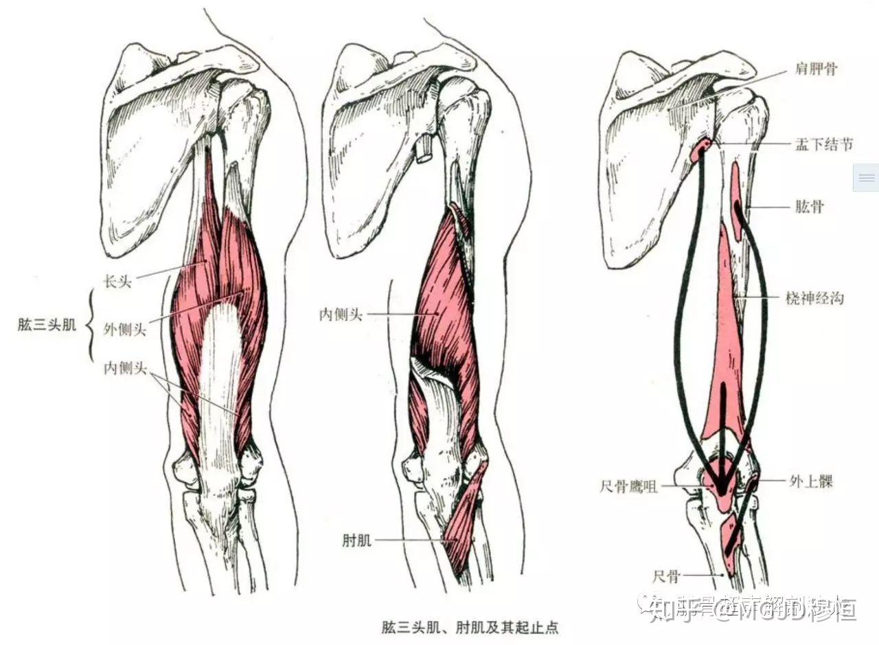 分为3层:浅层:从桡侧到尺侧依次为肱桡肌,旋前圆肌,桡侧腕屈肌,掌长肌