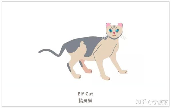 每只猫都是cat每条狗都是dog?不好意思,你的英文太差了