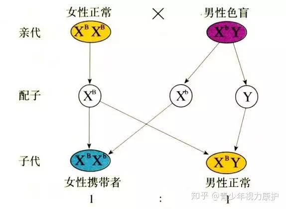 红绿色盲,色弱都是x连锁隐性遗传病.